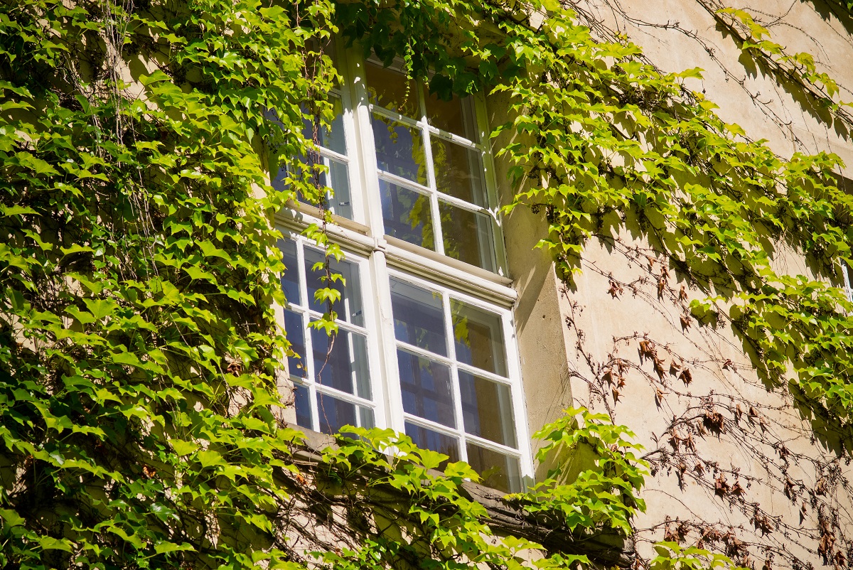 Edwardian Sash Windows